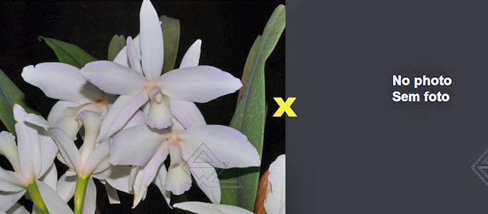 Laelia perrinii (delicata 'AM' x alba 'RK')
