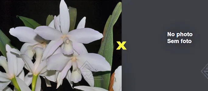 Laelia perrinii (delicata 'AM' x alba 'RK')