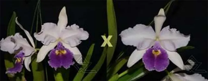 Cattleya warscewiczii coerulea ('Tudo Azul' x 'Deep Blue')