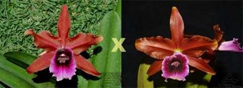 Laelia tenebrosa escura ('Tedesco' x 'Cacau')
