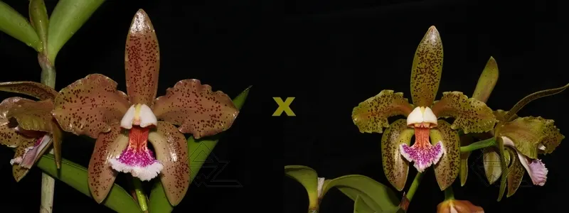 Cattleya schofieldiana ('Caioaba' x 'Santa Leopoldina')