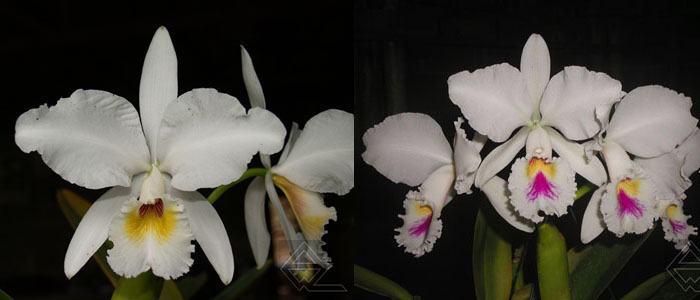 Cattleya labiata semi-alba 'Garganta Escura' x 'Marina'