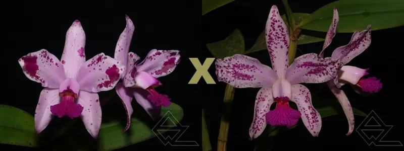 Cattleya amethystoglossa (flamea x flamea 'Cinco Estrelas')