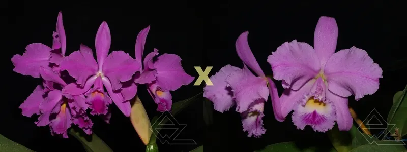 Cattleya warneri ('Grande' x 'Oktoberfest')