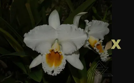 Cattleya percivaliana alba ('Charito' x 'do Savio')