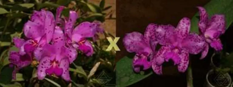 Cattleya amethystoglossa rubra ('Guaxe' x 'Lenita')