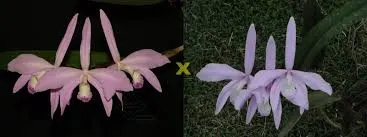 Laelia perrinii (concolor 'AWZ' x delicata 'AM')