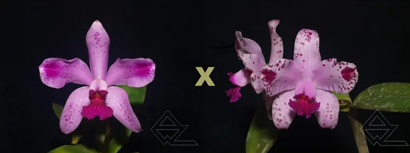 Cattleya amethystoglossa flamea ('Cristal' x 'Ponta Negra')