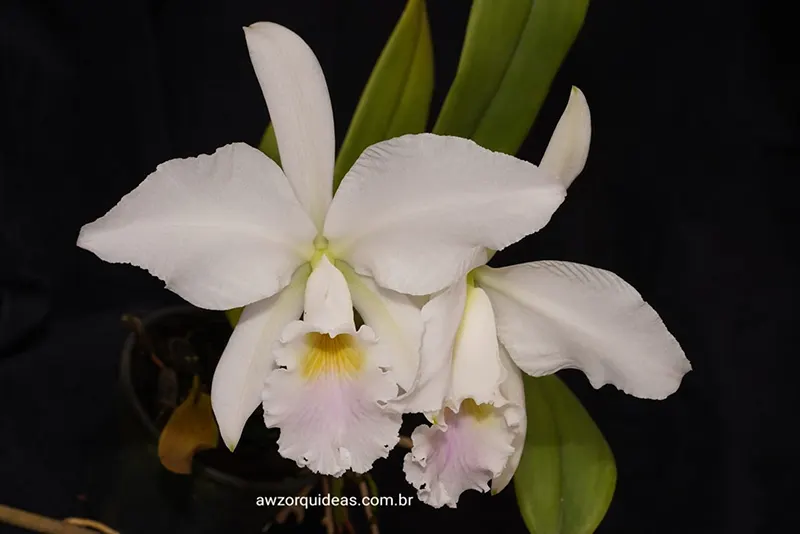Cattleya jenmani semi-alba delicata 'Taurepang' x self