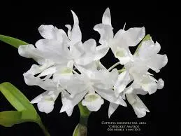 Cattleya skinneri alba 'Hakutsuru' BM/JOGA x SELF
