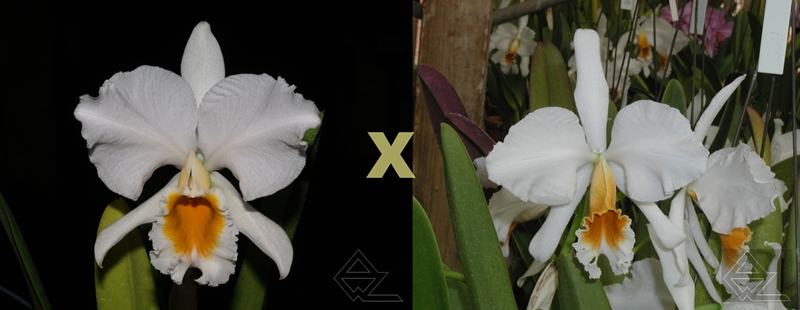 Cattleya percivaliana alba (grandiflora 'Sonia' x 'Fumaca')