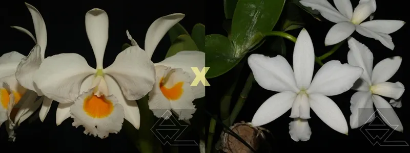 Cattleya Brymeriana (eldorado alba x violacea alba)