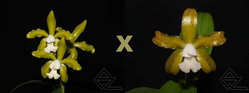 Cattleya leopoldii (albina 'Alegre' x suave 'Z-834')
