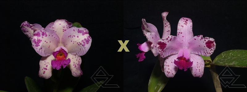 Cattleya amethystoglossa ('Wanderlino Schunk' x flamea 'Ponta Negra')