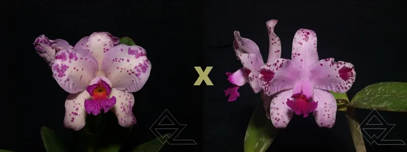 Cattleya amethystoglossa ('Wanderlino Schunk' x flamea 'Ponta Negra')