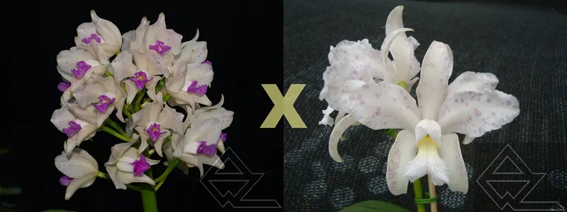 Cattleya amethystoglossa (semi alba 'Tedesco' x albescens 'Itapebi')