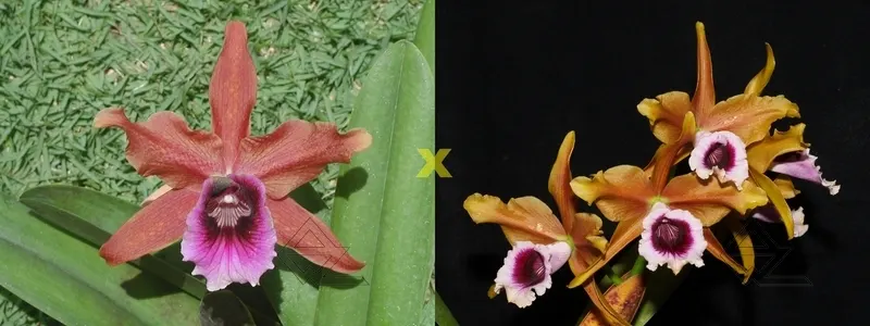 Laelia tenebrosa ('TD' x 'Richard')