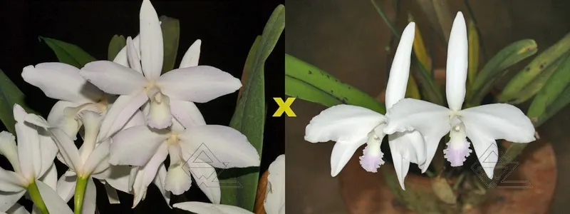 Laelia perrinii (delicata 'AM' x semi alba 'AWZ')