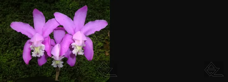 Cattleya kerrii x SELF