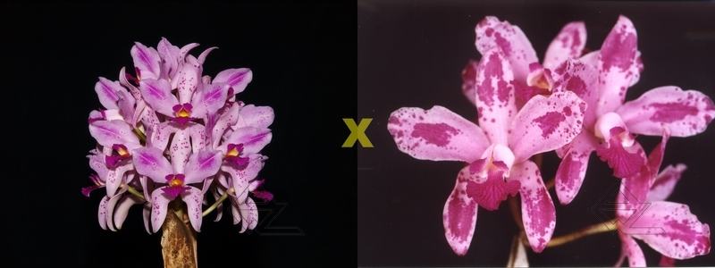 Cattleya amethystoglossa flamea ('AWZ' x 'Katia')