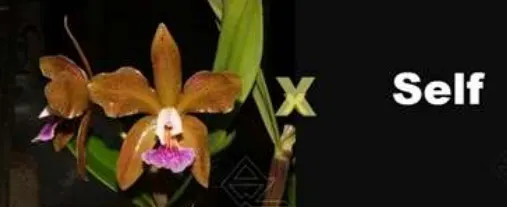 Cattleya granulosa 'Cervezatto' x SELF
