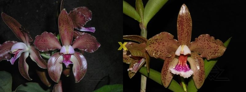 Cattleya schofieldiana ('GU' x 'Caioaba')