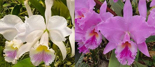 Cattleya labiata amesiana 'Pedra Azul' x tipo