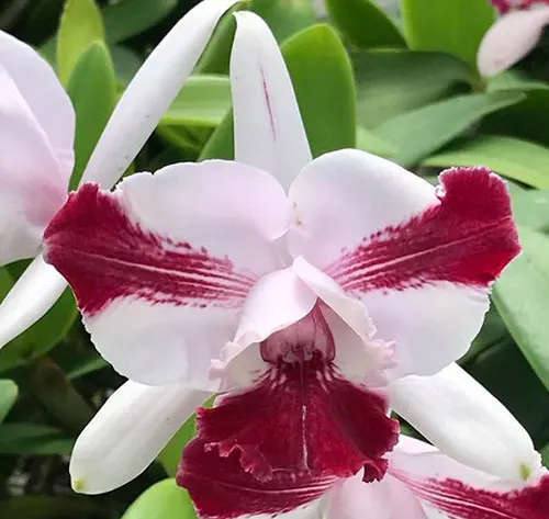 Cattleya intermedia vinicolor peloric (HG) x self