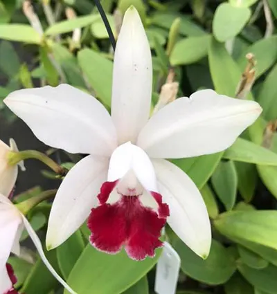 Cattleya intermedia vinicolor (HG) x self