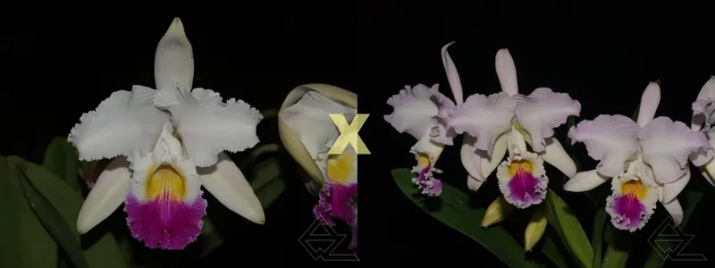 Cattleya mendelii 'Carlos Arango' x semi alba (quase)