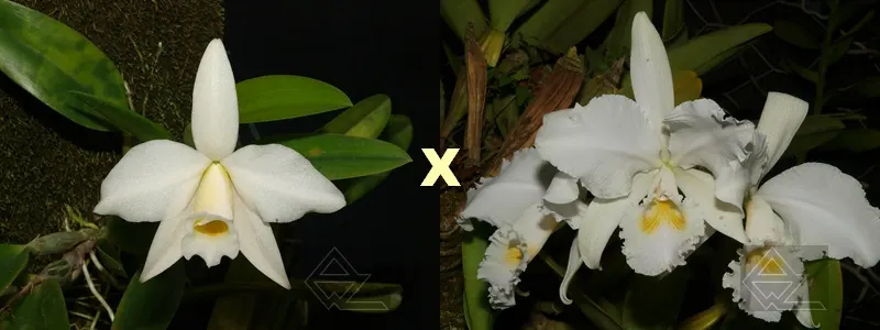 Laelia praestans alba x Cattleya warneri suavissima 'Ricardo Bells'