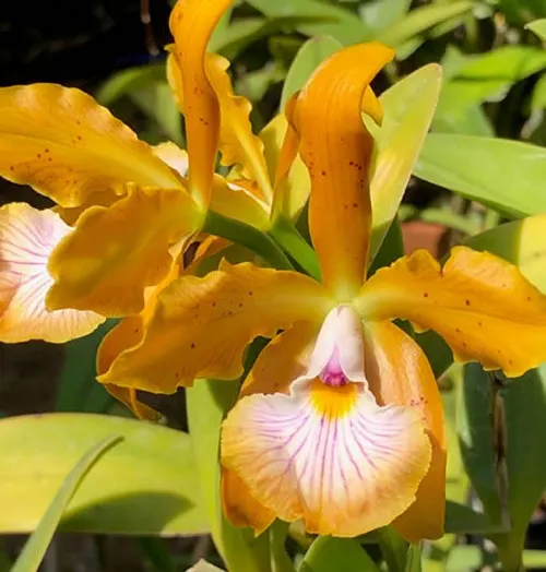 Cattleya velutina (amarela 'Schultz' x 'Santa Teresa')