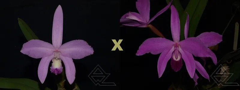 Laelia perrini tipo ('Boa' x sanguinea)