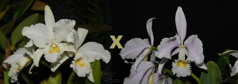 Cattleya warneri suavissima ('Ricardo Bells' x 'Nego')