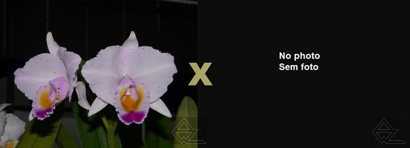 Cattleya quadricolor ('Monte Verde' x 'Murilo')