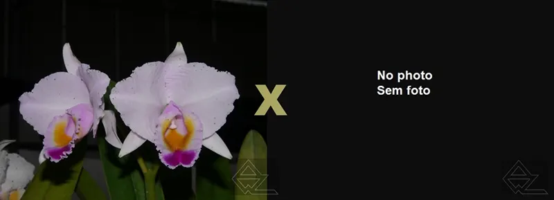 Cattleya quadricolor ('Monte Verde' x 'Murilo')