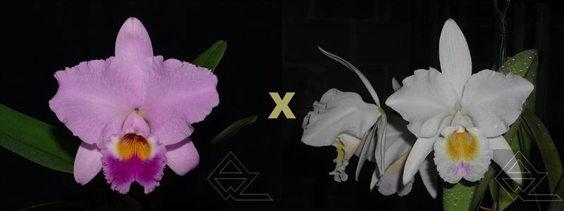 Cattleya labiata (tipo 'Super' x roxo bispo 'Urbano')