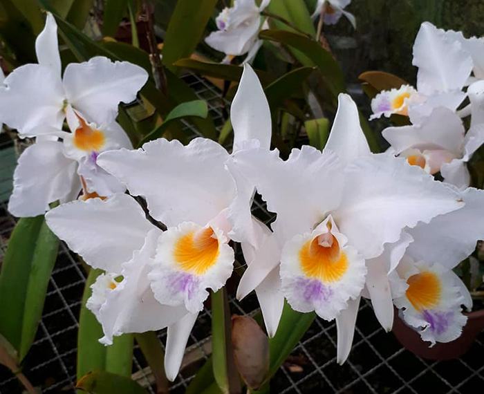 Cattleya labiata roxo bispo 'Urbano' x self