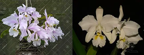 Cattleya warneri 'Donna Lourdes' x Cattleya warneri alba 'Jaco Silva'