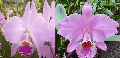 Cattleya warneri tipo (EX16 x EX7)