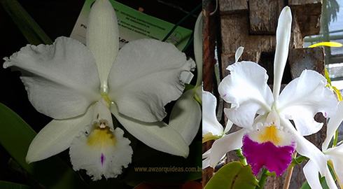 Cattleya warneri semi-alba 'Ave Maria' x semi-alba orlata 'Caliman'