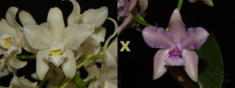 Cattleya amethystoglossa (alba 'Vitoria' x rosada 'Pacifica')