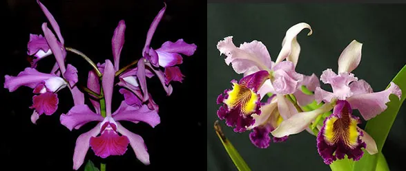 Cattleya Elegans x Hardyana