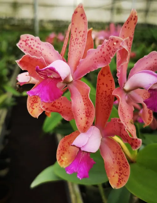 Cattleya venosa x leopoldii