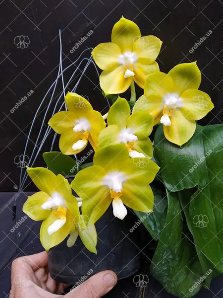 Phalaenopsis Joy Spring Canary 'Green'