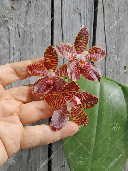 Phalaenopsis gigantea x amboinensis