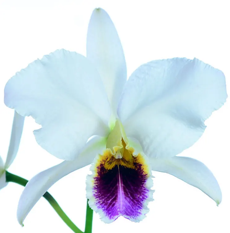 Cattleya percivaliana semi-alba