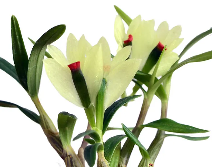 Dendrobium sulphureum