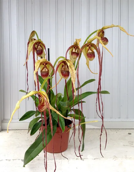 Phragmipedium humboldtii 'Fortuna'