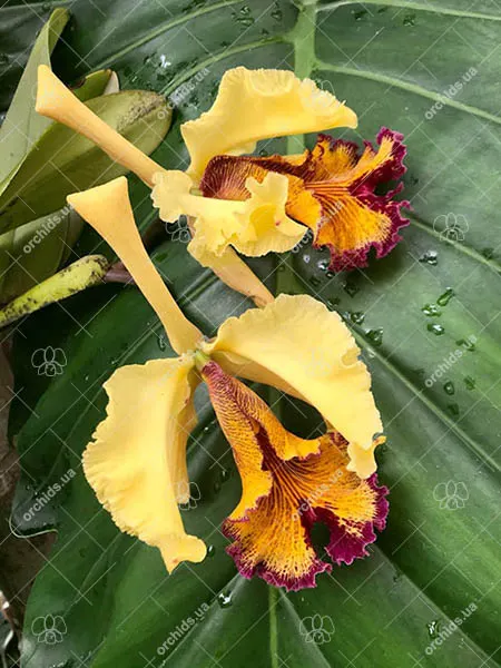 Cattleya dowiana 'Katia' x self